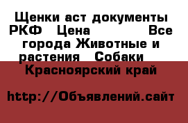 Щенки аст документы РКФ › Цена ­ 15 000 - Все города Животные и растения » Собаки   . Красноярский край